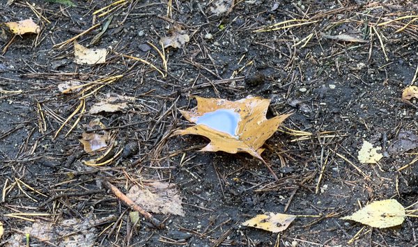 A brown leaf, fallen from a tree, on the ground had captured a tiny puddle. The tiny puddle reflected a piece of blue sky.