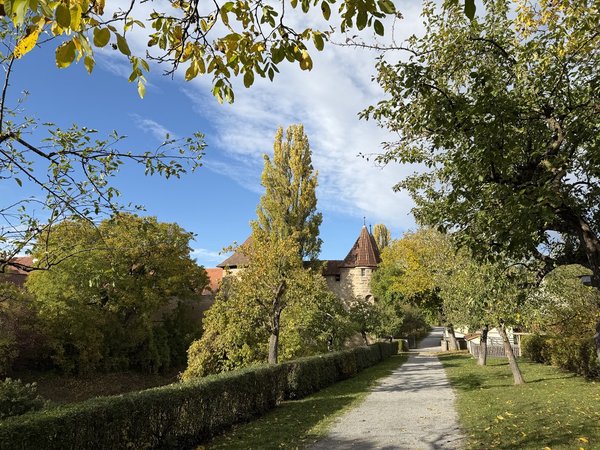 An unpaved road follows the moat around the town of Iphofen. The road is separated from the moat by a hedge. The road leads to one of the gates in the town’s wall. The gate is partly occluded by a tall lean tree in autumn colours.